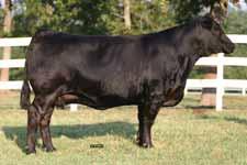 WLR Rendezvous Sons LOT 64 PBRS Zain 240Z WLR Rendezvous 050R, dam of Lot 64-66. PBRS Zain 240Z Lim-Flex (50) Bull : PBRS 240Z : 02.27.