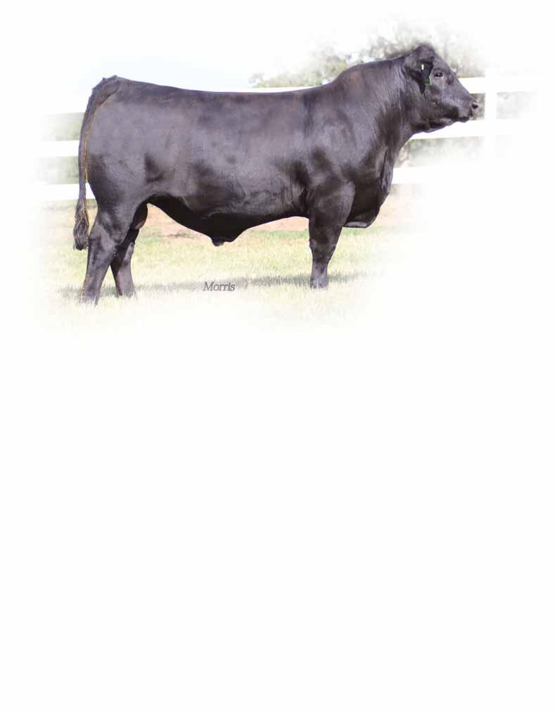 Herd Sire Prospects LOT 68 PBRS Zaar 218Z PBRS Zodiac 241Z Lim-Flex (50) Bull : PBRS 241Z : 03.01.