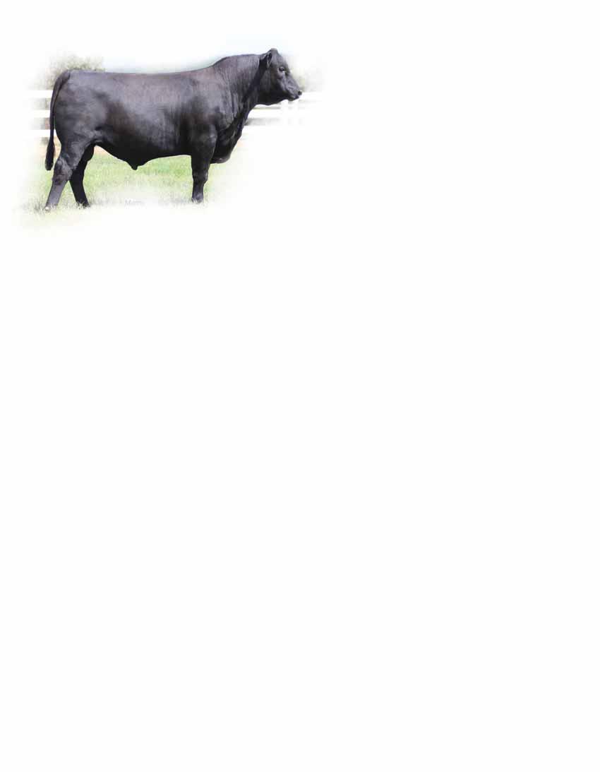 Herd Sire Prospects PBRS Zeb 72Z Lim-Flex (38) Bull : PBRS 72Z : 02.27.
