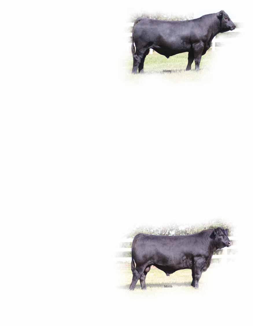 PBRS Zoom In 232Z Lim-Flex (63) Bull : PBRS 232Z : 02.24.