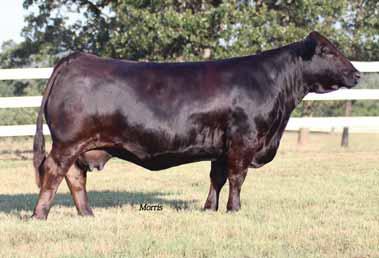 Herd Sire Prospects PBRS Zipcode 260Z Lim-Flex (75) Bull : PBRS 260Z : 04.09.
