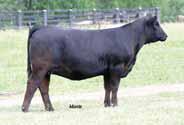 Godfrey  PBRS Pina Marie 811U Proven donor working for Edwards Land &  & Pinegar