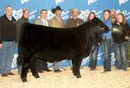 AUTO Peyton 206Y Many-time show champion for Etherton Farms purchased from Pinegar