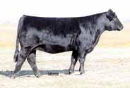 all-time greatest Breed Matriarchs to ever sell at auction!