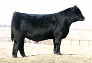 BOHI Top Dollar Highly syndicated bull owned by Magness, Jepson & Edwards Land &