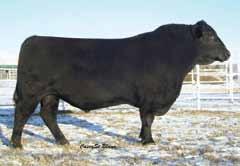 b/r new day 454 Born: 1/23/2004 Birth Weight: 82 lbs Weaning Weight: 683 lbs Yearling Weight: 1,385 lbs Hip Height: 55.