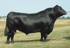 Ten X had a NR of 112, YR of 116, REA Ratio of 123 and an IMF Ratio of 123. 4. Average birth weights on his calves: bull calves - 82 lbs; heifer calves - 77 lbs. 5.