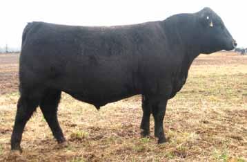 062 is being introduced to the cattle industry after proving his worth in South Dakota and Oklahoma. He is the top 1% for WW and YW. 2.