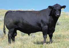 One of the very top bulls for WW and YW. 2. Bred to produce high performance females. 3. Off-spring show lots of eye appeal and fleshing ability. Registration # - 16653335 EPD +6 +3.1 +91 +161 +0.
