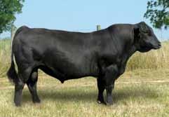 Calves are moderate in frame size, deep and thick. They have great dispositions. EPD 11.7-1.9 35.9 62.1 10.9 1.3 19.3-3.6 22.6-0.11 0.59 0.04 0.57-0.63 151 79.4 ACC 0.89 0.91 0.89 0.89 0.81 0.8 0.