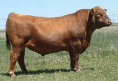 3. One of the thicker made bulls today. TRAIT BW WW YW MILK TM STAY ME CED HPG CetM STAY MB REA FAT EPD -1.7 49 90.22 46 12 7 5 11 7 12.41.07 0.1 ACC.35.32.33.26.19.18.23 0.2.23.19.29.28.