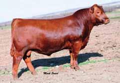 40 Glacier Marias 548 Brown Ms Marias L7740 RABS Ms Julian H7059 LMAN Monu 4X Red SSS Monu4X 237C SSS Blockanna 721A 1. Covenant is a very deep bodied bull with a wide stance. 2. His muscle pattern is what every breeder wants.