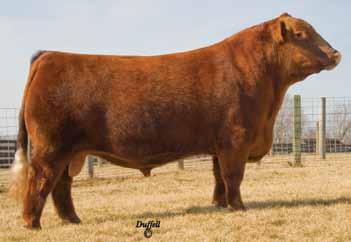 He is rock solid for BW, high performance and maternal value. 2. Below average frame size with lots of volume and capacity. 3. Has good feet and legs along with a nice muscle pattern.