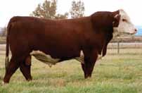 1. High selling bull in Holden s 2011 sale. 2. Eye appealing young sire with great pigment, length of body and depth of rib. 3. From a longevity cow family. 4.