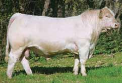 DOUBLE H BIG MONEY Registration # - M698332 CHAROLAIS Born: 1/19/2005 Birth Weight: 94 lbs Weaning Weight: 698 lbs Yearling Weight: 1,330 lbs Frame Score: 6.