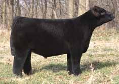 heat wave 5 Heat Wave: Clone TH Carrier: PHA Free Sire: Heat Seeker Dam: Maine x Angus x Chianina Although we have no picture, Heat Wave 5 sired the Grand Champion Steer, 2009 Kansas
