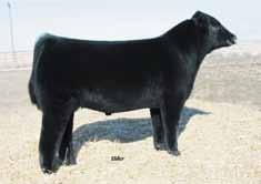 76% Semen: $140 Sire: NBH Polled Energizer 688 Dam: FJH Countess 115H THE Main bull that established himself as a great calving ease bull.