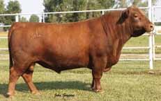 Royale is currently standing stud in Montana and semen is being collected for the United States, Canada, Australia and other foreign markets. 2. Semen available for Canada at $40.00/dose. 1.