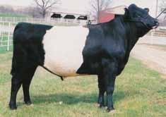 lbs Semen: $15 Sire: Wulf s Polled Progress Dam: Dingular Cycle Progress is a red and white calving ease sire.