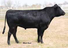 Eddie s lineage can be traced directly to the original Dutch Belts imported to the U.S. 2. He is an out cross to most of the genetics currently being used.