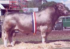 Color: Light Red Bio Raza Duke Belgian Blue Registration: A0032ET Born: 10/6/1989 Birth Weight: 80 lbs Sire: Grovehouse Captain Mature Weight: 2,150 lbs Dam: London Maggie Hip Height: 58 in.