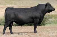 Plus across the board except for birth weight keeps Mytty in Focus on track for use by breeders A.I. ing heifers. 2. He is producing daughters that are fertile and calve easily. 3.