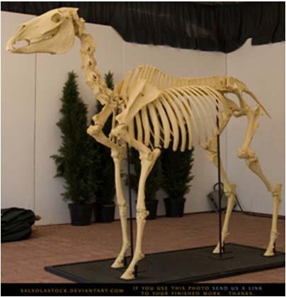 model simulation Legs account for 16 % of body mass Many animal legs have oversized moment arms as well as joints with shifting centers