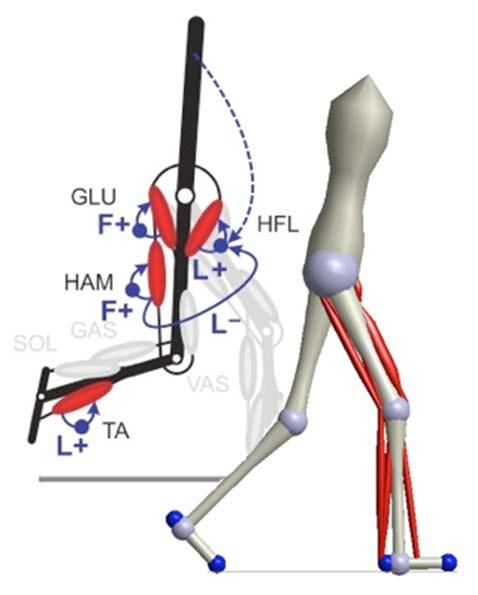 Simulation & Control Overview Limb Target Motion