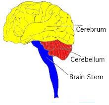 What is the main job of the Cerebrum?