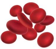 Next, add your blood cells, these cells make up 44% of