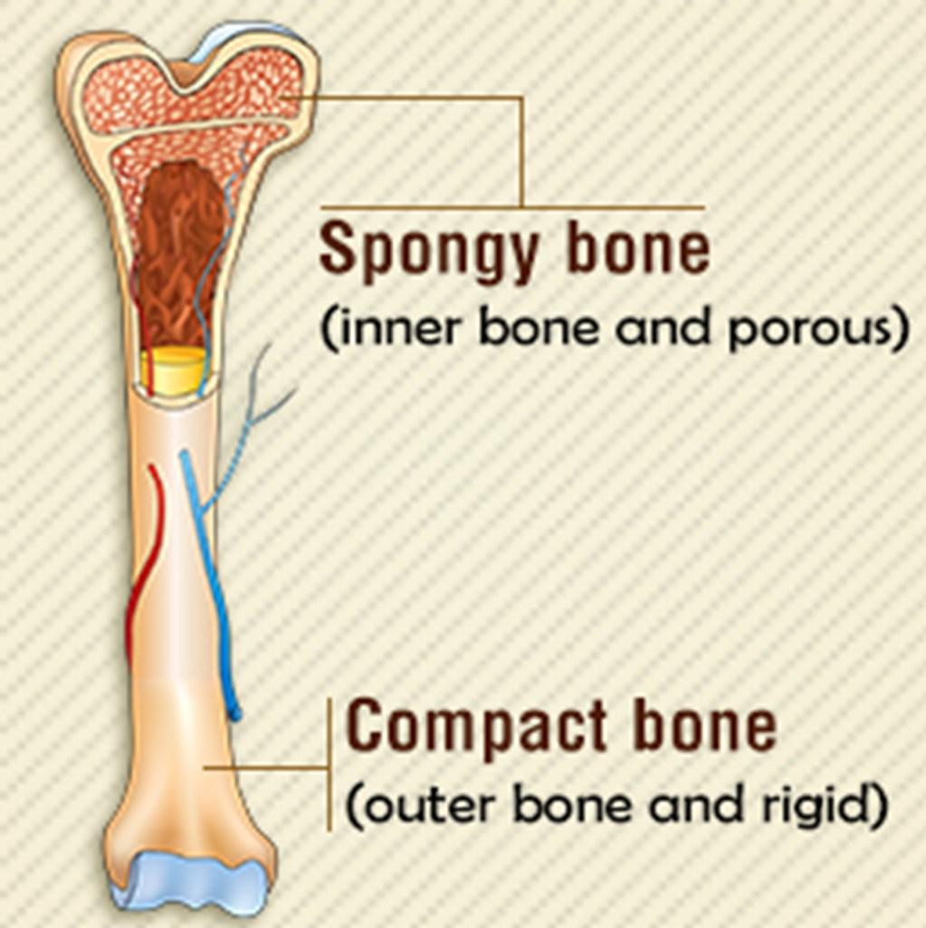 Bones: compact, spongy, marrow bone is the hardest part of the bone.