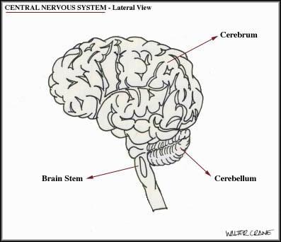 What is: The Central Nervous System?