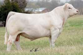39 Three Embryos M6 NEW GERMAINE 579 P ET x WC MILESTONE 5223 P»»1 Guaranteed Pregnancy»» 579 is a full sister to the $36,000 sale topper at the M6 Dispersal and is an exceptional female in her own
