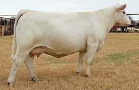 »» Consigned Lafraise Farm embryos 40 Three Embryos MR MS IMPRESSIVE 405 x WC MILESTONE 5223 P»»1 Guaranteed Pregnancy»» You can t say enough about the production record of the 405 female.