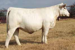 »» Consigned by Welcome Grave Charolais M6 New Germaine 579 P ET Dam of Lot 39 41 Three Embryos DA MARION 328 x WC MILESTONE 5223 P»»1 Guaranteed Pregnancy»» There is no denying what a super cow