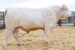 Lot 10A 77 8.3 0.2 24 52 12 7.5 24 0.6 17 0.71-0.003 0.13 202.21»» This is a really nice purebred recipient cow that does a great job.