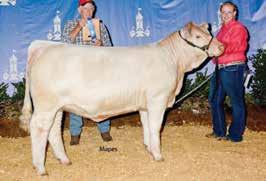 »» Her dam is without question one of our most impressive cows. She is a former Illinois State Fair Grand Champion Female and National Junior Show class winner.