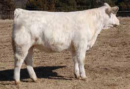 »» Consigned by High Prairie Farms 29 MISS 219A GOLDEN DAWN 787ET COW 9/14/2017 ERF710982 POLLED SOLID GOLD KEYS WISHBONE 40Y MISS KEY DAWN 219A MISS KEY DAWN 322S KEYS SPECIALIST 18U MISS KEY BISKIT
