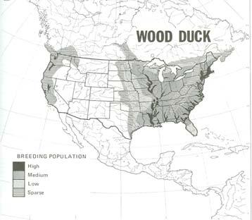 Hunting season remained closed for wood ducks until 1941. Later, feds set more moderate seasons.