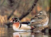 Wood Duck features A medium sized duck between a