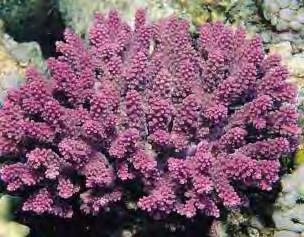 This information included general reef-building coral biology, habitat characteristics and threats, as well as species-specific spatial, demographic, and other information for the individual coral