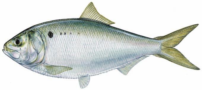 Gulf menhaden, usually called pogies in Louisiana, are in the order Clupeiformes and the family Clupeidae.