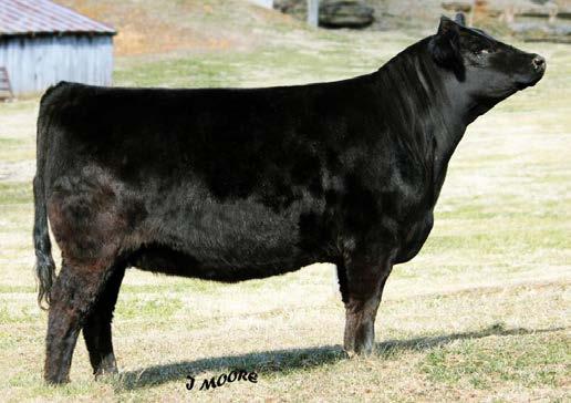 1 % 70 45 30 15 85 35 Tamara E13 has a world of potential. She is a stout made, wide hipped, homozygous polled female that gives you some added growth through her genetic script.