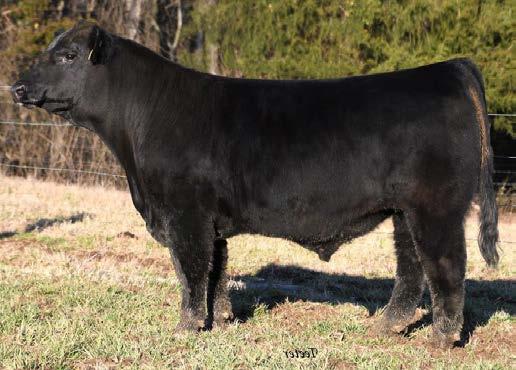 07-0.12 137 73.71 % 3 70 10 35 2 5 10 10 CCRO CCross Carolina 8106F is an exciting homozygous black Leverage son out of a proven Carolina Fortune dam.