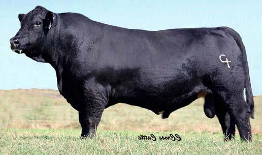 represents that. Out of our up and coming angus herd sire GHCC Long Range and one of the great young Blue s Impact females in the herd.