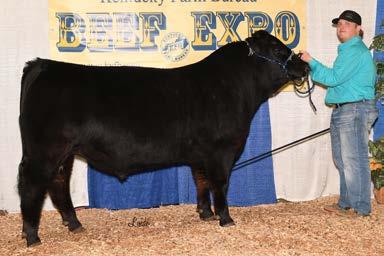 Be sure to find this young Gelbvieh pair in the Pen Lots.