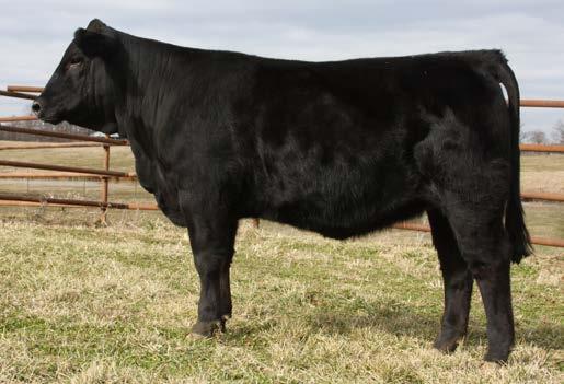 17 % 30 50 45 >95 15 95 Fergi is a daughter of the well-known Butlers Red Oak bull and out of an exceptional EZ Money daughter. Super disposition and has already been shown by a 9 year old.