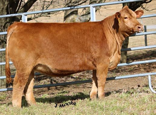 29 % 40 50 55 60 30 50 This is the first opportunity to purchase as bred Godfather heifer!