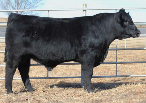 41 A 3/4 blood son tracing back to Predestined. 6A is an eye appealing, sound, powerful bull. He ranks in the top 3% of the breed for REA.