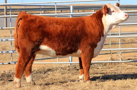 33 3/4 blood heifer ready to make a great show prospect. She is a breed leader in both WW and YW.
